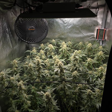 Northern Light Blue 🌌 [TOPPING + LST / SCROG] growlog timeline photo