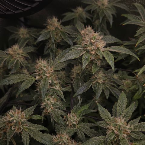 Northern Light Blue 🌌 [TOPPING + LST / SCROG] growlog timeline photo