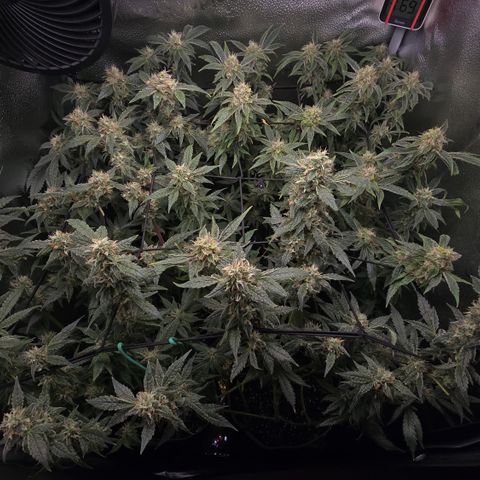 Northern Light Blue 🌌 [TOPPING + LST / SCROG] growlog timeline photo