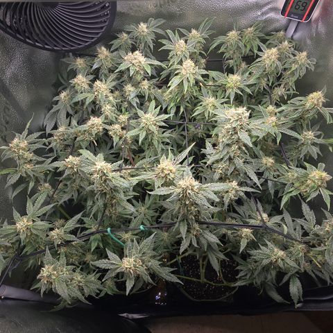 Northern Light Blue 🌌 [TOPPING + LST / SCROG] growlog timeline photo