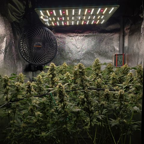 Northern Light Blue 🌌 [TOPPING + LST / SCROG] growlog timeline photo