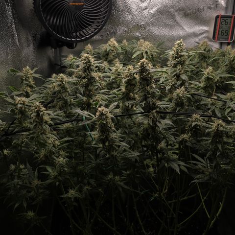 Taffy Tang 🫐 [TOPPING + LST / SCROG] growlog timeline photo