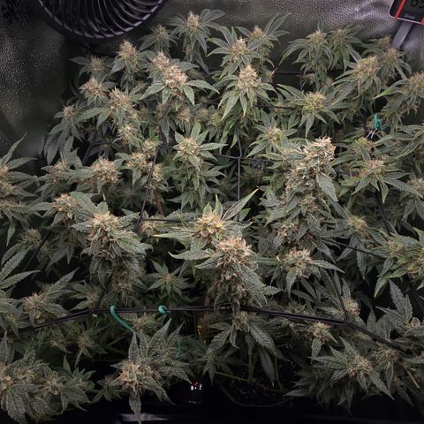 Northern Light Blue 🌌 [TOPPING + LST / SCROG] growlog timeline photo