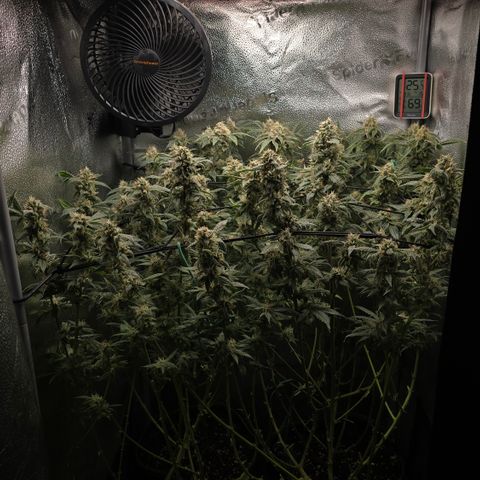 Northern Light Blue 🌌 [TOPPING + LST / SCROG] growlog timeline photo