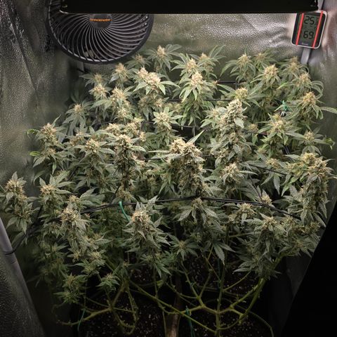 Northern Light Blue 🌌 [TOPPING + LST / SCROG] growlog timeline photo