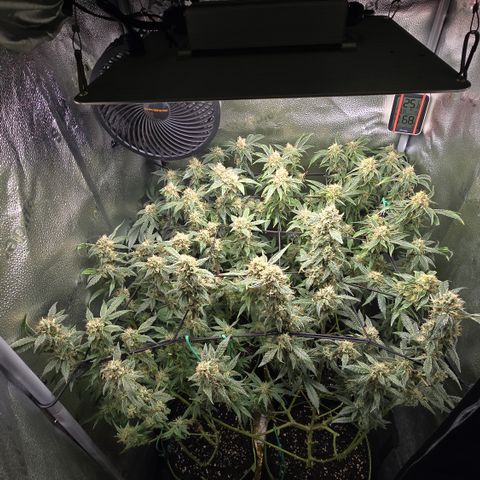 Northern Light Blue 🌌 [TOPPING + LST / SCROG] growlog timeline photo