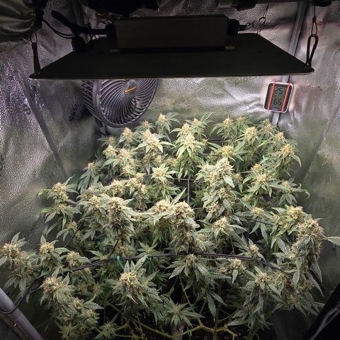 Northern Light Blue 🌌 [TOPPING + LST / SCROG] growlog timeline photo