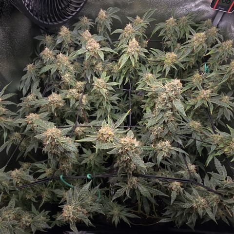 Northern Light Blue 🌌 [TOPPING + LST / SCROG] growlog timeline photo