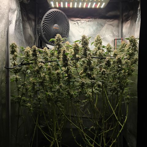 Northern Light Blue 🌌 [TOPPING + LST / SCROG] growlog timeline photo