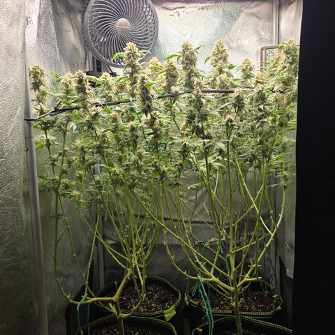 Northern Light Blue 🌌 [TOPPING + LST / SCROG] growlog timeline photo