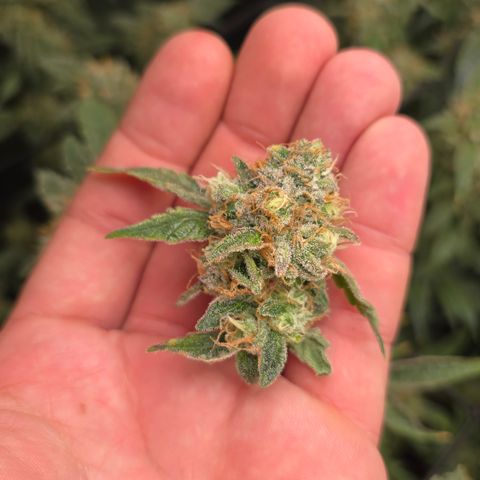 Northern Light Blue 🌌 [TOPPING + LST / SCROG] growlog photo: Die ersten 2,96 g Nass geerntet 