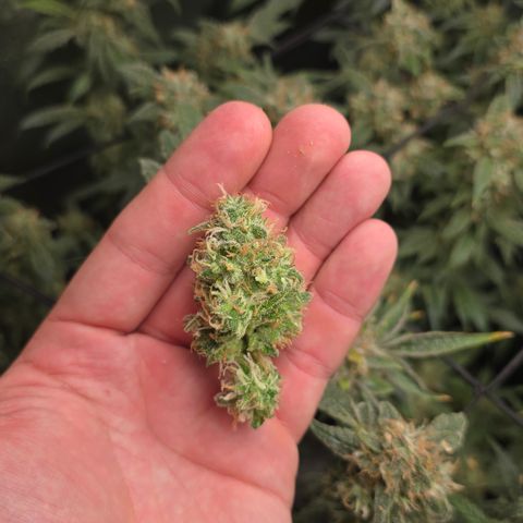Northern Light Blue 🌌 [TOPPING + LST / SCROG] growlog photo: nochmal 4,6g Nass