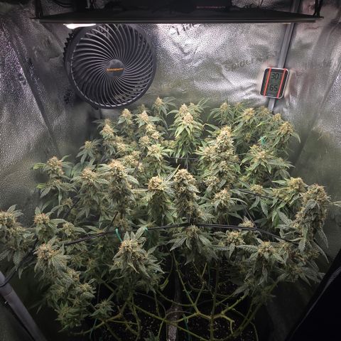 Northern Light Blue 🌌 [TOPPING + LST / SCROG] growlog timeline photo