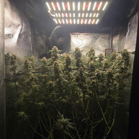 Northern Light Blue 🌌 [TOPPING + LST / SCROG] growlog timeline photo