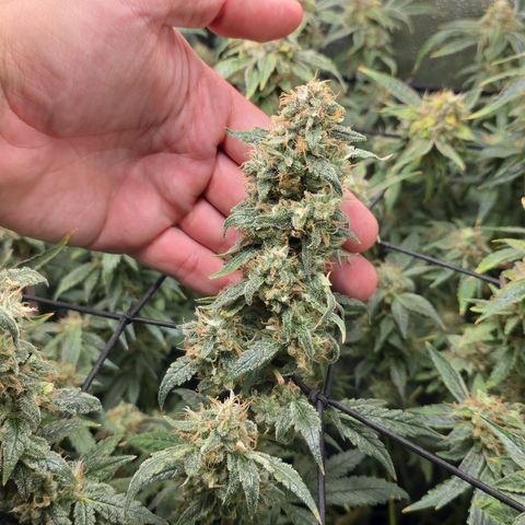 Taffy Tang 🫐 [TOPPING + LST / SCROG] growlog timeline photo