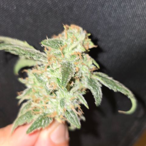 Northern Light Blue 🌌 [TOPPING + LST / SCROG] growlog timeline photo