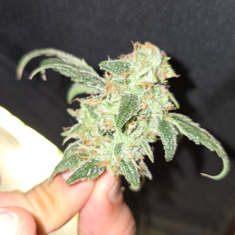 Northern Light Blue 🌌 [TOPPING + LST / SCROG] growlog timeline photo
