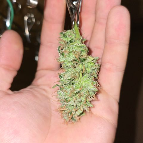 Northern Light Blue 🌌 [TOPPING + LST / SCROG] growlog timeline photo