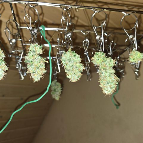 Northern Light Blue 🌌 [TOPPING + LST / SCROG] growlog timeline photo