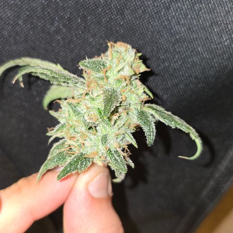 Northern Light Blue 🌌 [TOPPING + LST / SCROG] growlog timeline photo