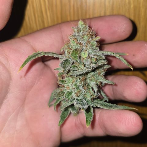 Taffy Tang 🫐 [TOPPING + LST / SCROG] growlog timeline photo