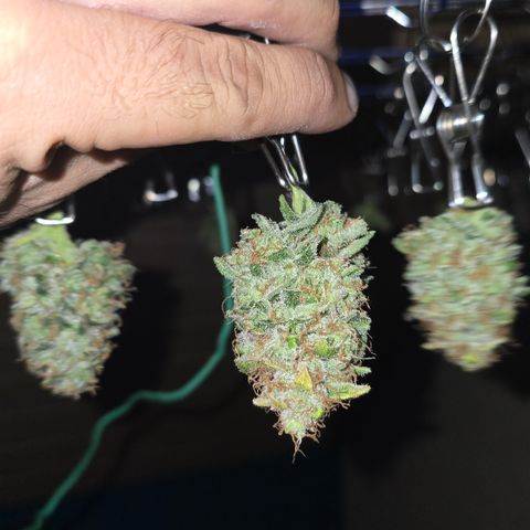 Taffy Tang 🫐 [TOPPING + LST / SCROG] growlog timeline photo