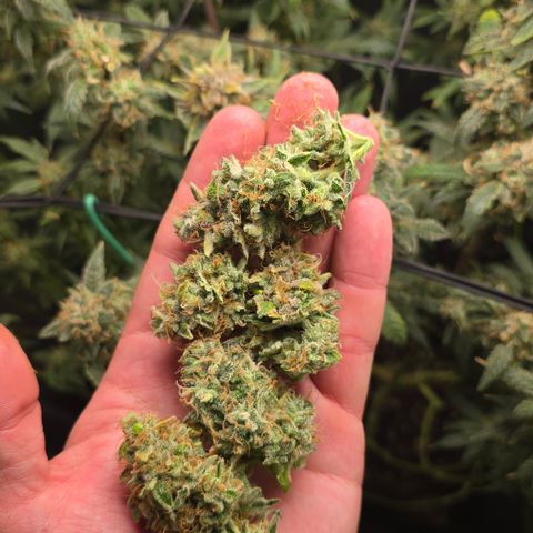 Taffy Tang 🫐 [TOPPING + LST / SCROG] growlog timeline photo