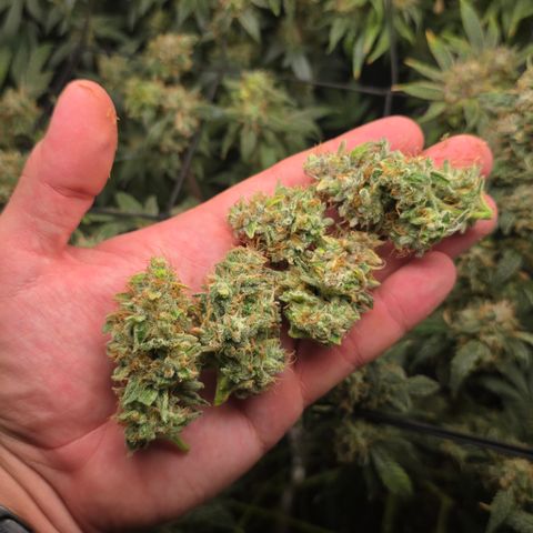 Taffy Tang 🫐 [TOPPING + LST / SCROG] growlog timeline photo