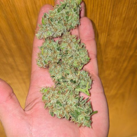Taffy Tang 🫐 [TOPPING + LST / SCROG] growlog timeline photo