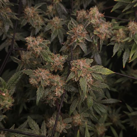 Northern Light Blue 🌌 [TOPPING + LST / SCROG] growlog timeline photo