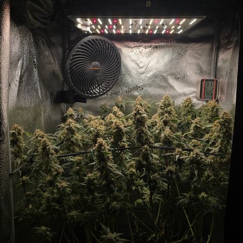 Northern Light Blue 🌌 [TOPPING + LST / SCROG] growlog timeline photo