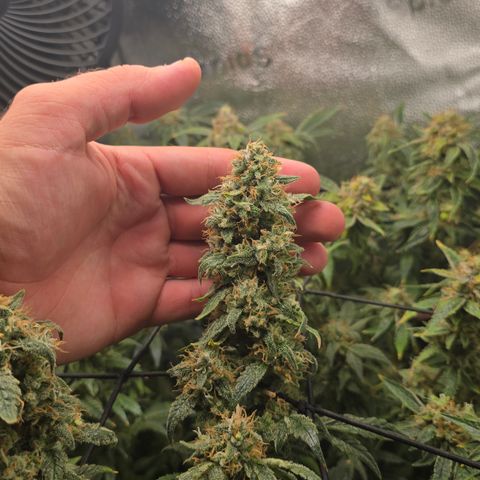 Taffy Tang 🫐 [TOPPING + LST / SCROG] growlog timeline photo