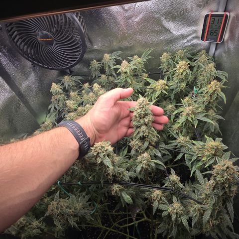 Taffy Tang 🫐 [TOPPING + LST / SCROG] growlog timeline photo