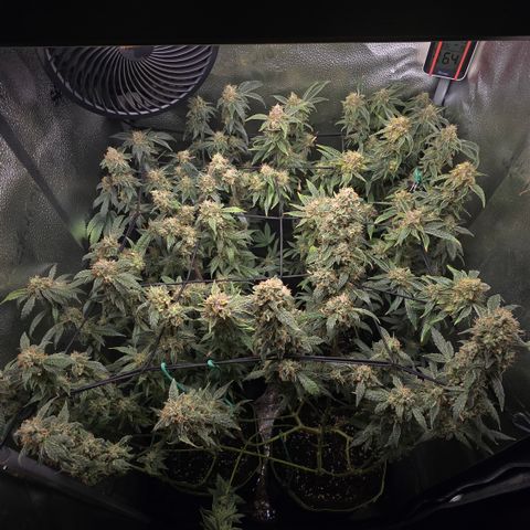 Taffy Tang 🫐 [TOPPING + LST / SCROG] growlog timeline photo