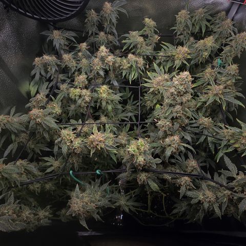 Northern Light Blue 🌌 [TOPPING + LST / SCROG] growlog timeline photo