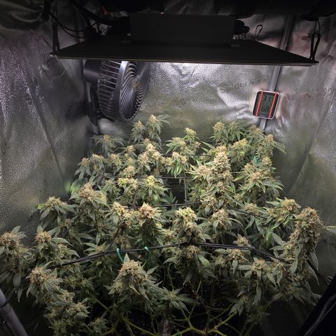 Northern Light Blue 🌌 [TOPPING + LST / SCROG] growlog timeline photo