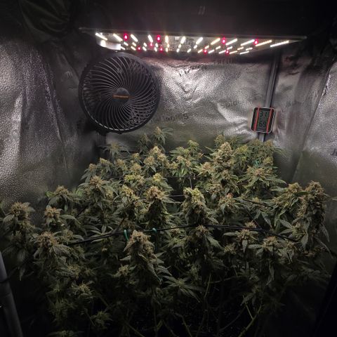 Northern Light Blue 🌌 [TOPPING + LST / SCROG] growlog timeline photo