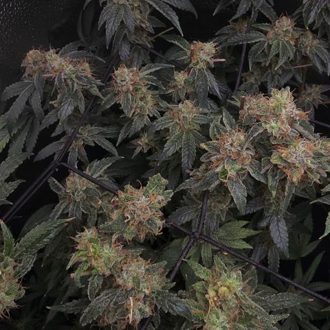 Northern Light Blue 🌌 [TOPPING + LST / SCROG] growlog timeline photo