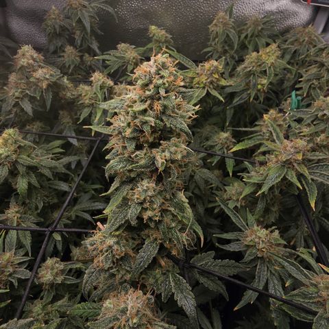 Taffy Tang 🫐 [TOPPING + LST / SCROG] growlog timeline photo