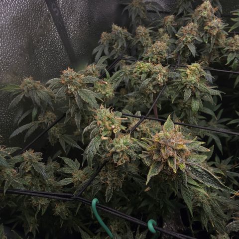 Northern Light Blue 🌌 [TOPPING + LST / SCROG] growlog timeline photo