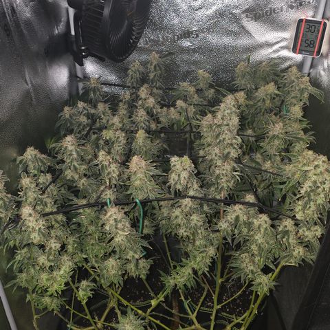 Northern Light Blue 🌌 [TOPPING + LST / SCROG] growlog timeline photo