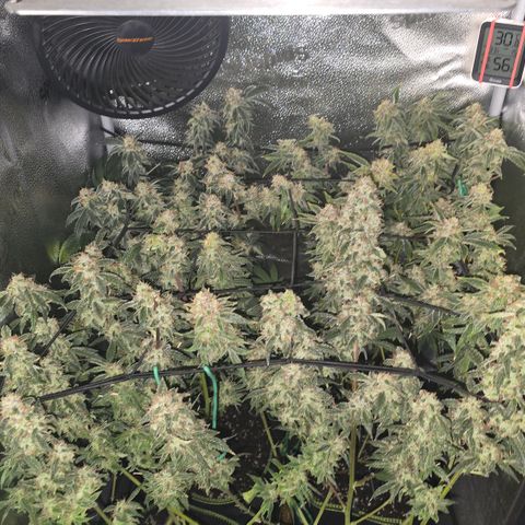Northern Light Blue 🌌 [TOPPING + LST / SCROG] growlog timeline photo