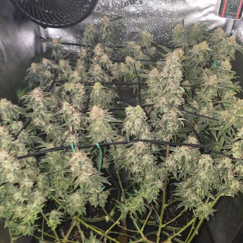 Northern Light Blue 🌌 [TOPPING + LST / SCROG] growlog timeline photo