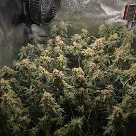 Northern Light Blue 🌌 [TOPPING + LST / SCROG] growlog timeline photo