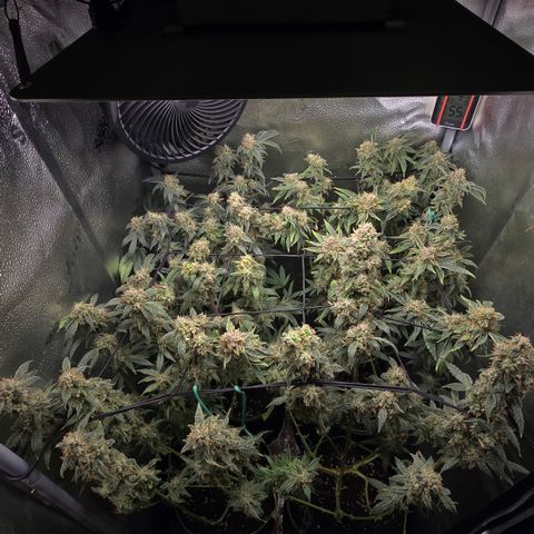 Northern Light Blue 🌌 [TOPPING + LST / SCROG] growlog timeline photo