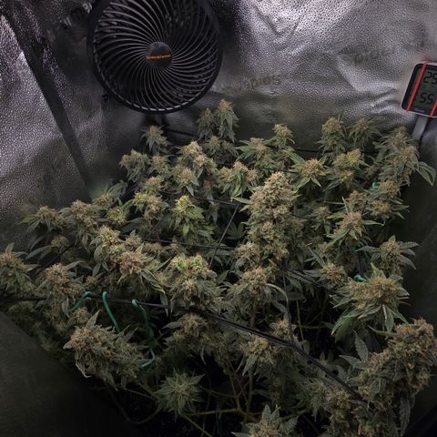 Northern Light Blue 🌌 [TOPPING + LST / SCROG] growlog timeline photo
