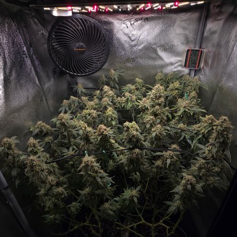 Northern Light Blue 🌌 [TOPPING + LST / SCROG] growlog timeline photo