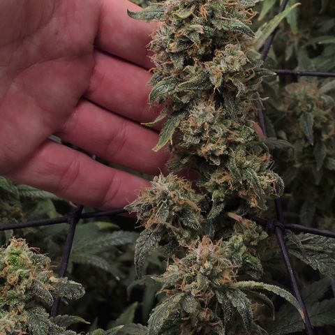 Taffy Tang 🫐 [TOPPING + LST / SCROG] growlog timeline photo