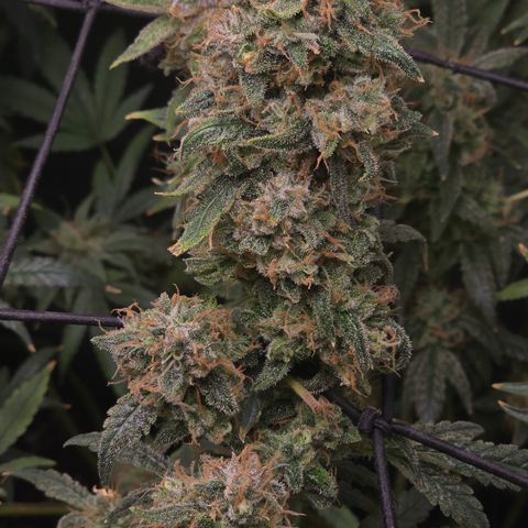 Taffy Tang 🫐 [TOPPING + LST / SCROG] growlog timeline photo