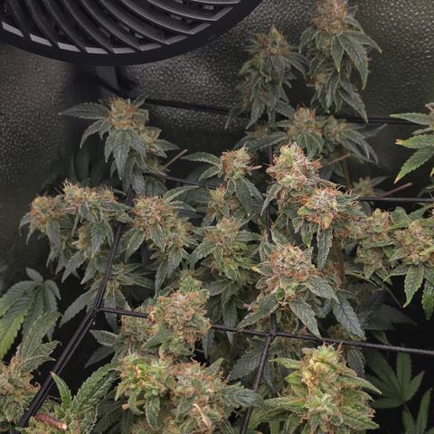 Northern Light Blue 🌌 [TOPPING + LST / SCROG] growlog timeline photo